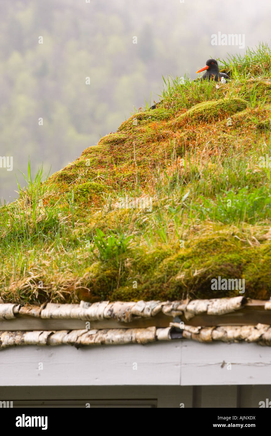 La nidificazione Oystercatcher sul tappeto erboso il tetto di una casa in Norvegia Foto Stock