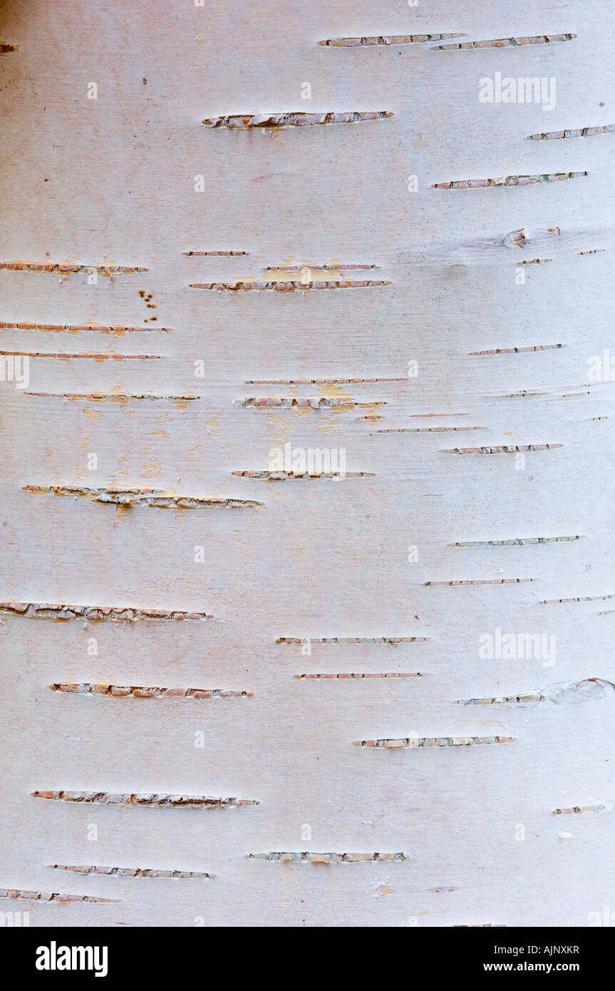 Dettaglio di argento di corteccia di betulla Foto Stock
