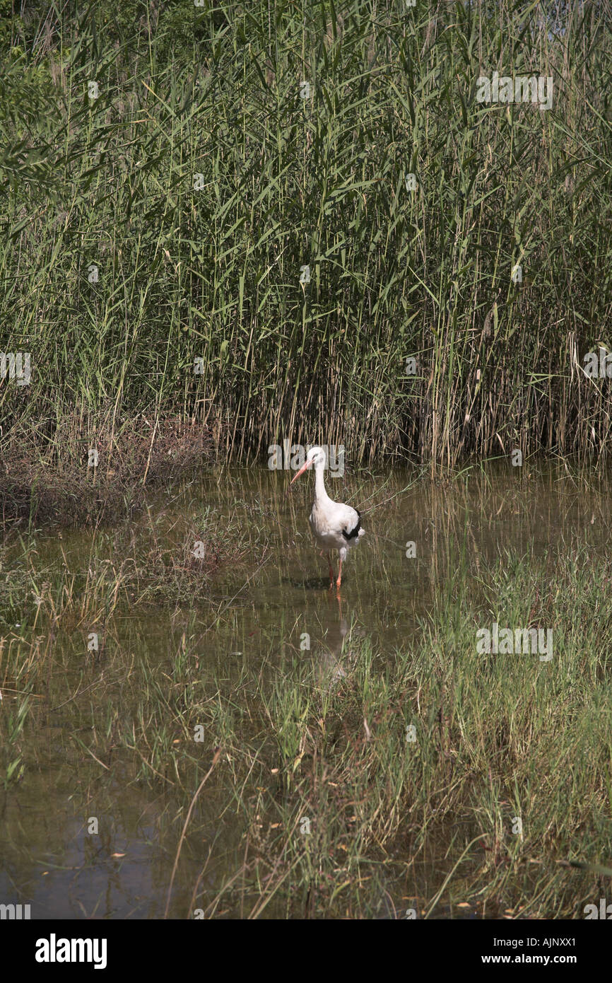 Fotografia di stock di Foto Stock