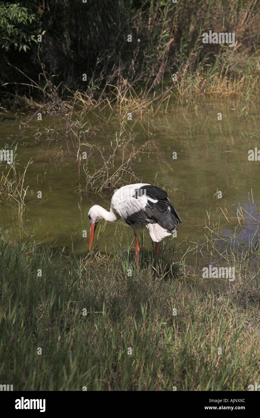 Fotografia di stock di Foto Stock