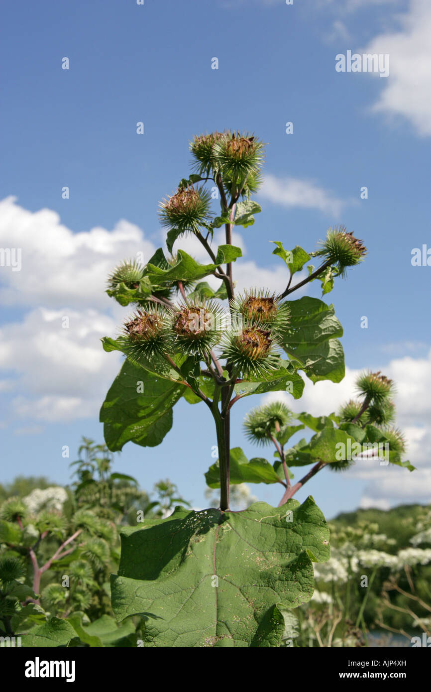 Maggiore, Bardana Arctium lappa, Asteraceae Foto Stock