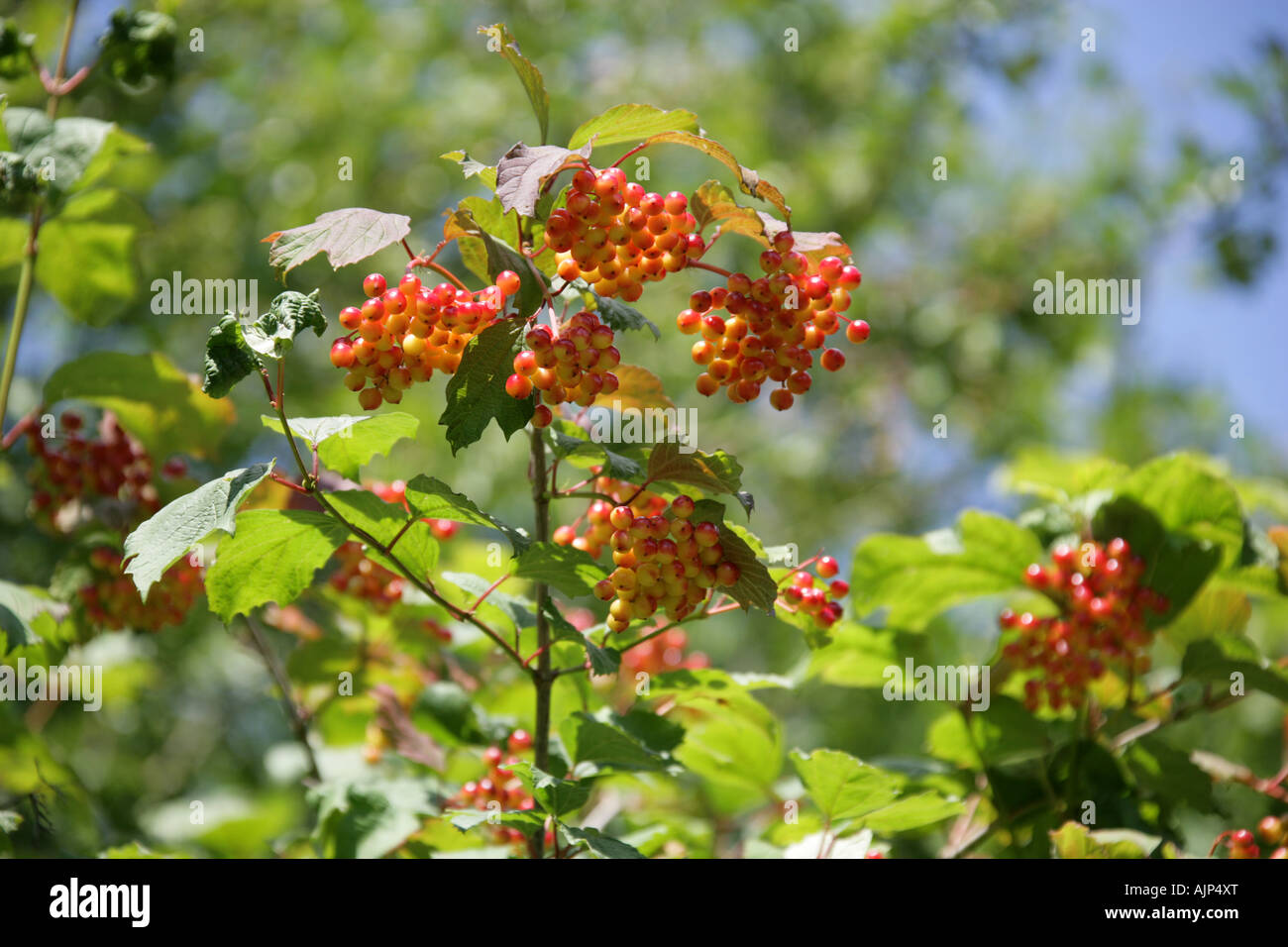 Rosa viburno Viburnum opulus Adoxaceae Foto Stock