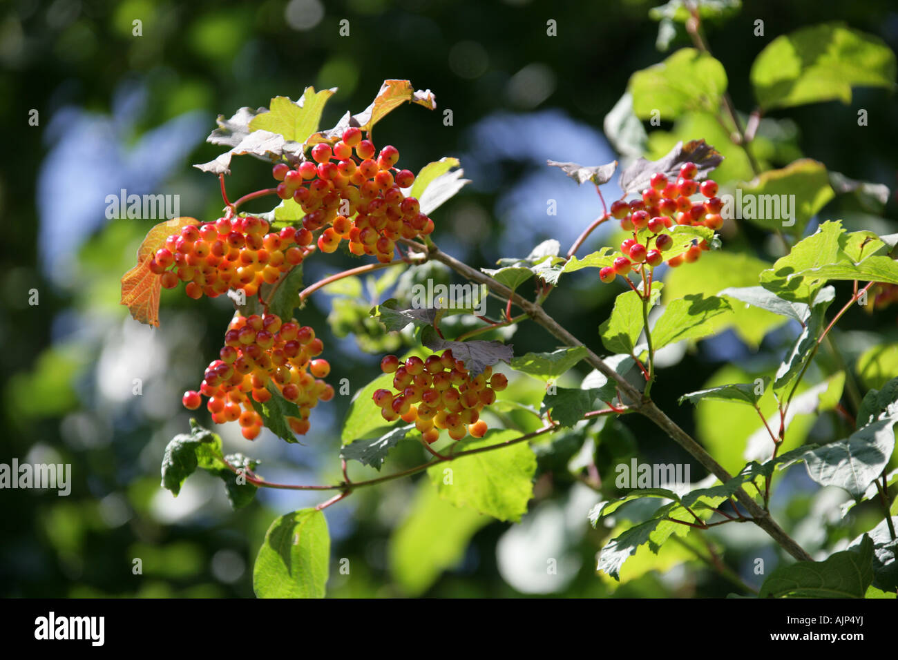 Rosa viburno Viburnum opulus Adoxaceae Foto Stock
