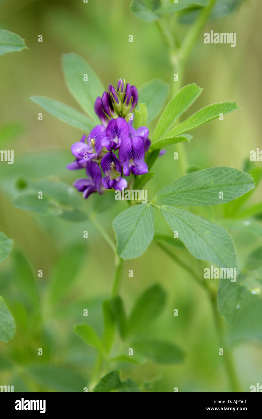 Lucerna o erba medica, Medicago sativa, Fabaceae (Leguminosae) Foto Stock