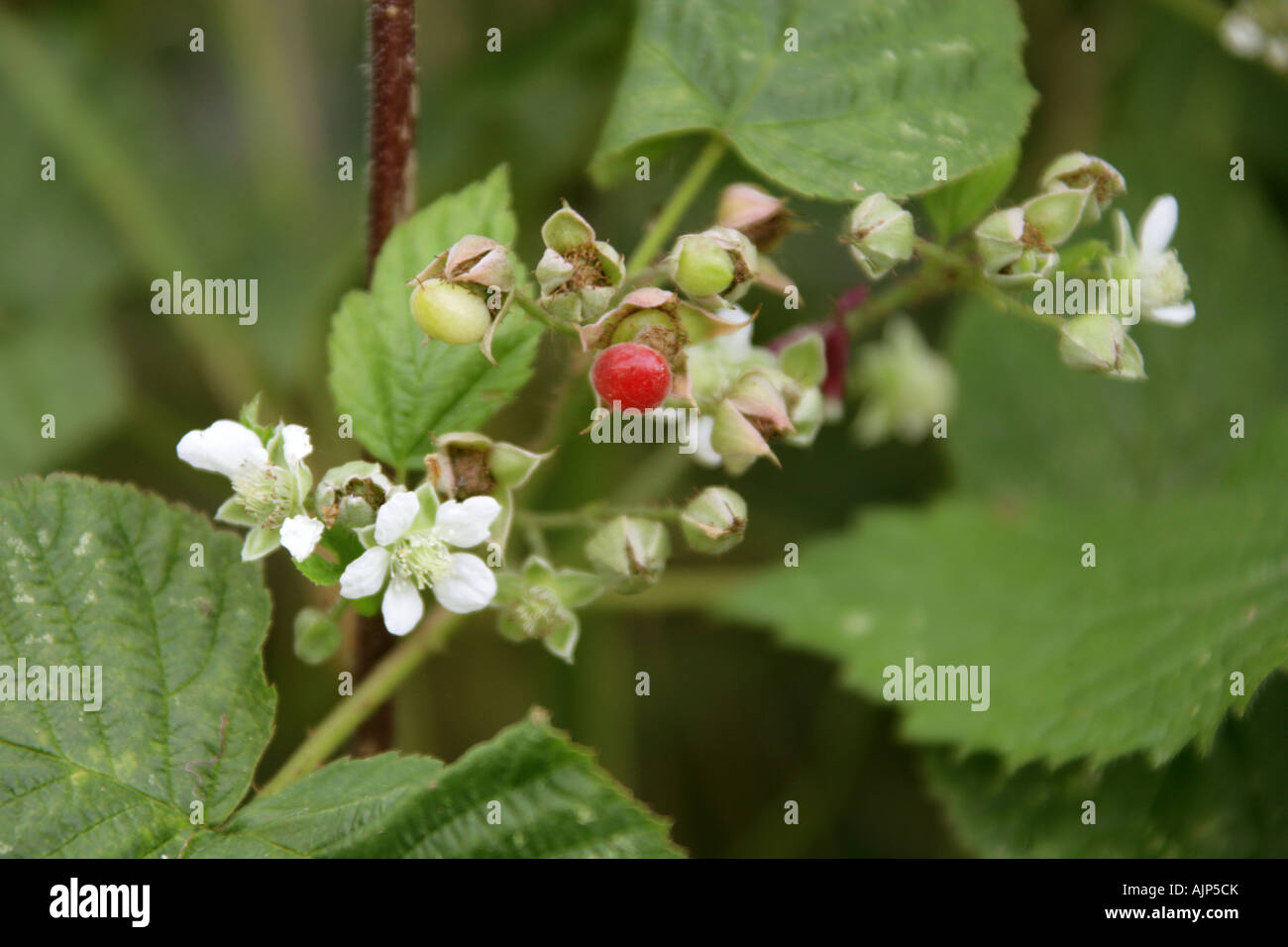 Pietra Bramble frutta, Rubus saxatilis, Rosaceae Foto Stock