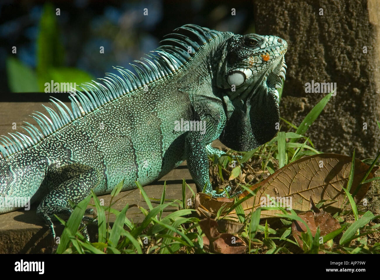 Green Iguana Iguana iguana Novo Airao Amazonas Brasile Foto Stock