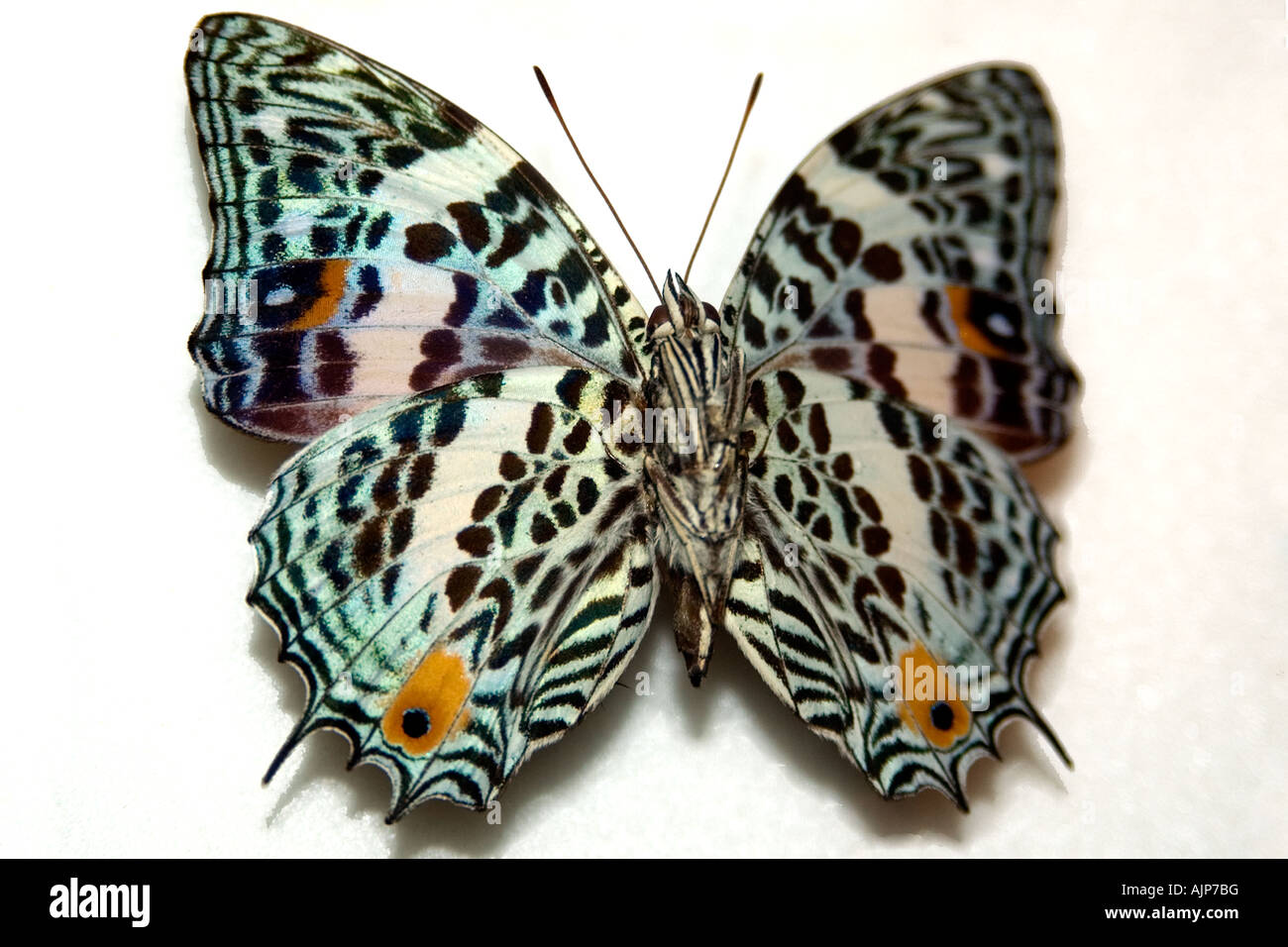 Avvistato butterfly Baeotus baeotus esemplare conservato Manaus Amazonas Brasile Foto Stock