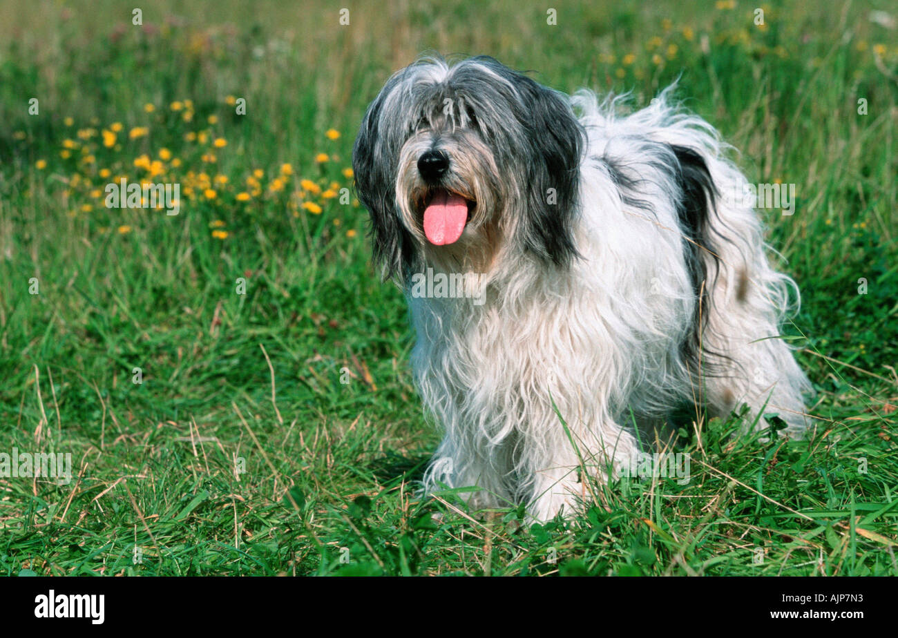 Polish Lowland Sheepdog PON Polski Owczarek Nizinny Foto Stock