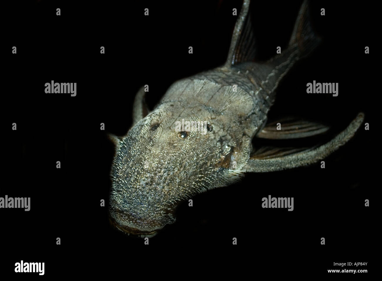 Sucker catfish Acanthicus hystrix Manaus Amazonas Brasile Foto Stock