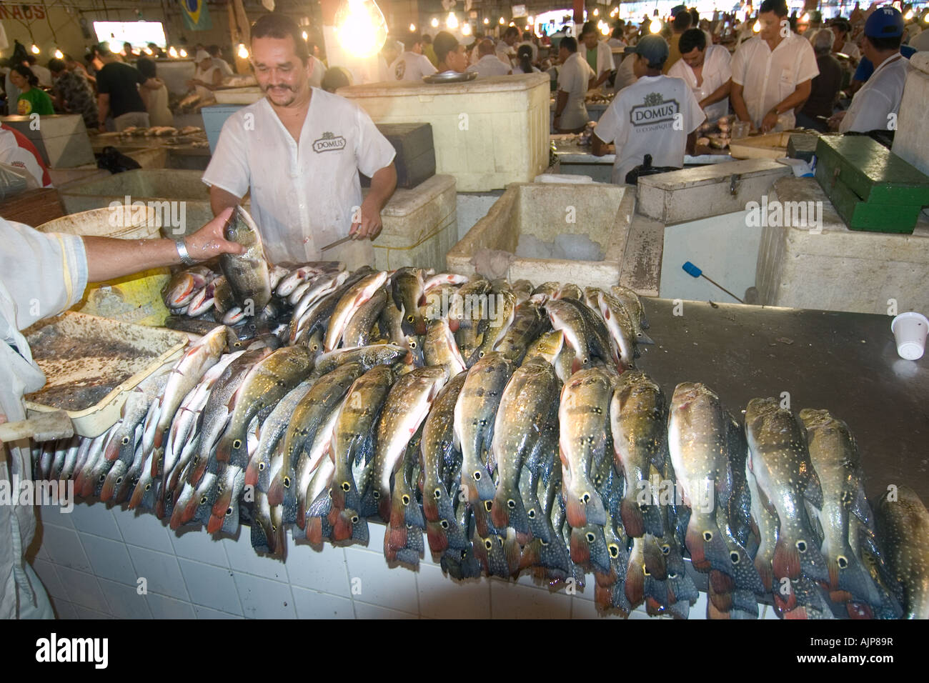 Bancarella vendendo freschi peacock bass Cichla ocellaris Mercato del Pesce di Manaus Amazonas Brasile Foto Stock