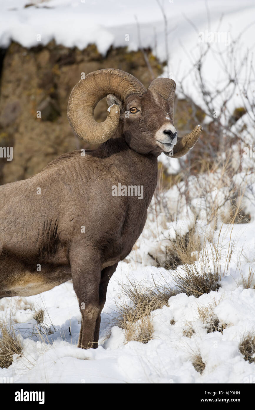 Rocky Mountain Bighorn Ram in inverno Foto Stock