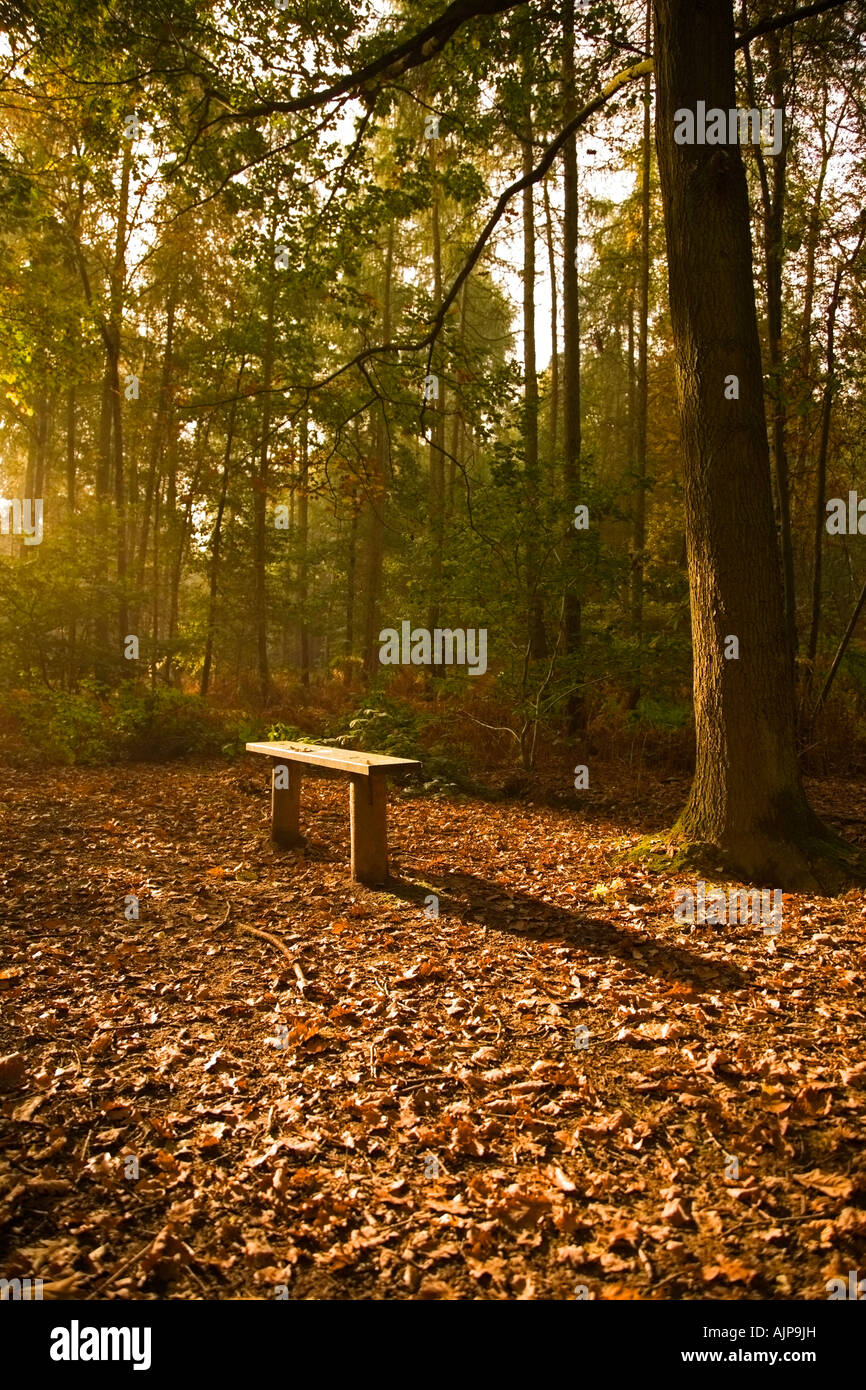 Un banco di Bosco in autunno la luce solare Foto Stock