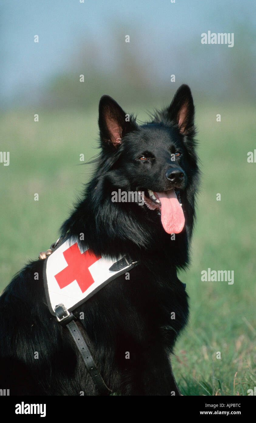 Old German Sheepdog cane di salvataggio Foto Stock