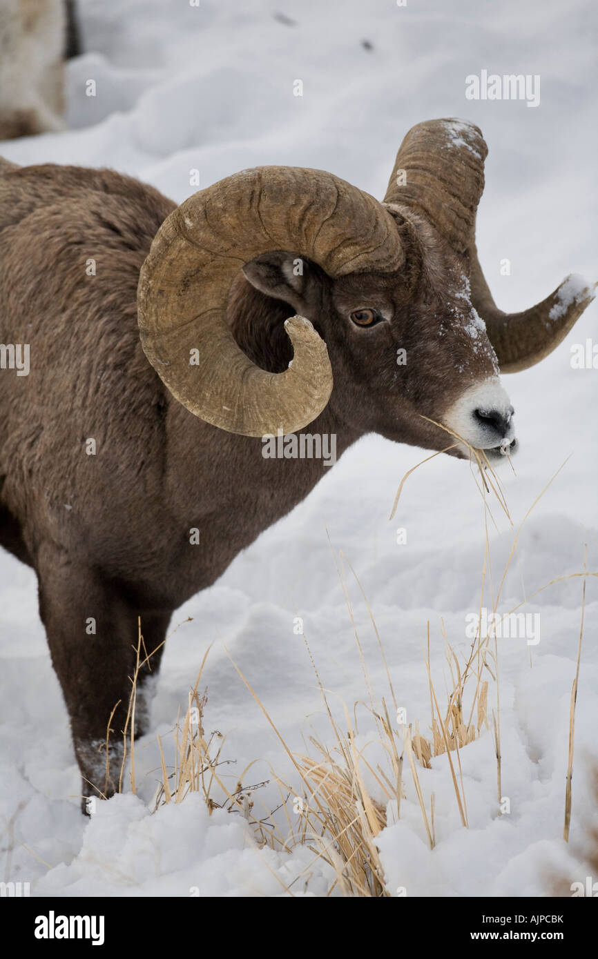 Rocky Mountain bighorn Foto Stock