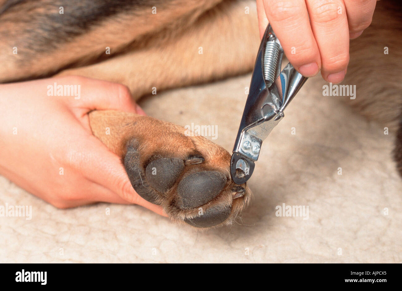 Taglio del cane di artigli Foto Stock