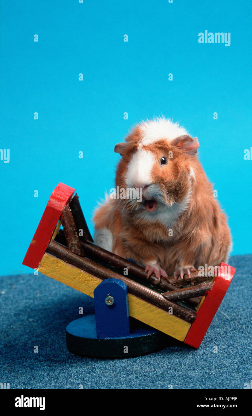 Abissino di cavia di colore rosso e bianco Foto Stock