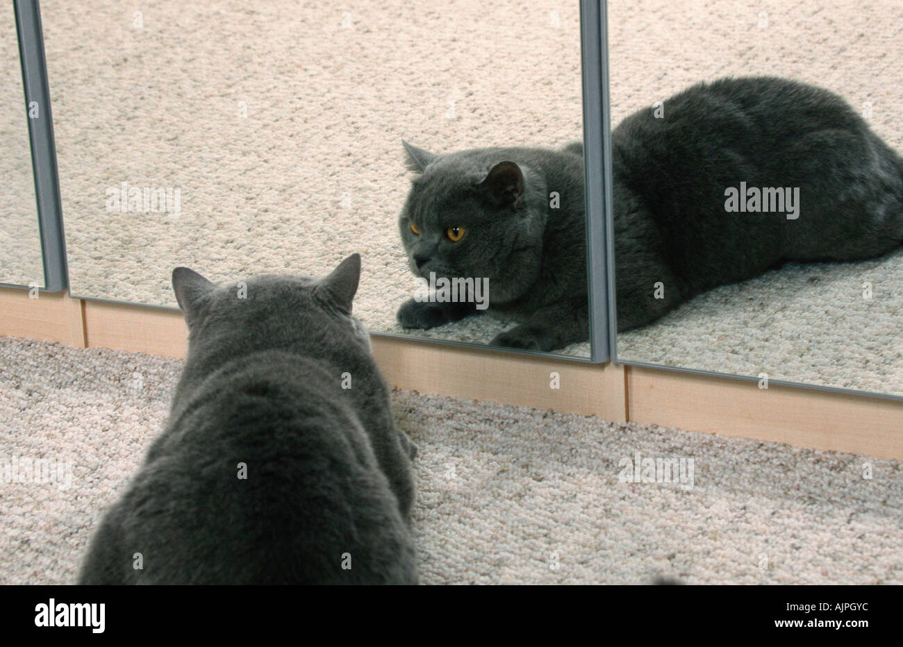 British Shorthair Cat tomcat blu nella parte anteriore dello specchio Foto Stock