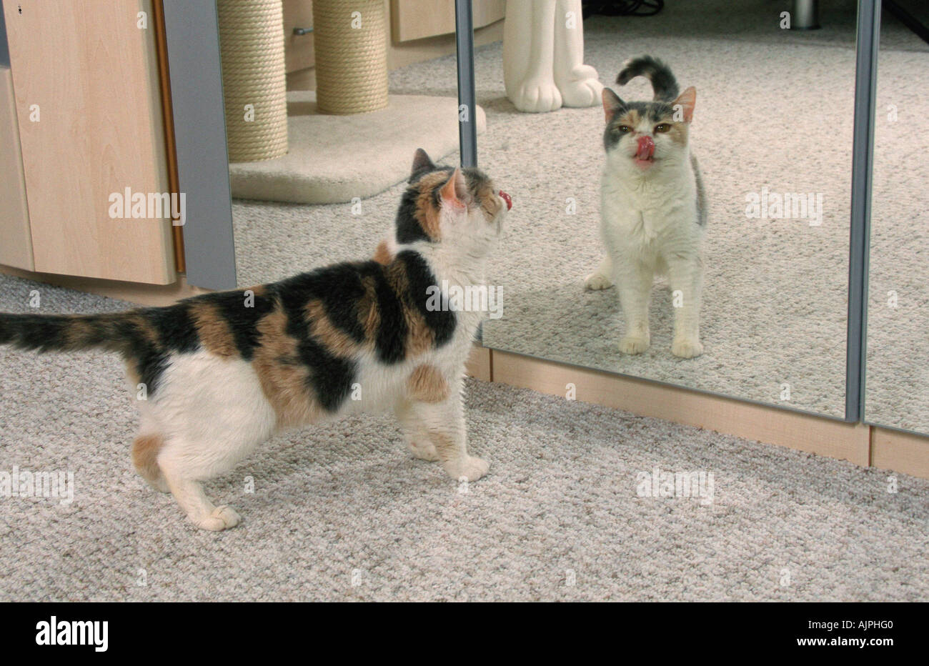 British Shorthair gatto nella parte anteriore dello specchio Foto Stock