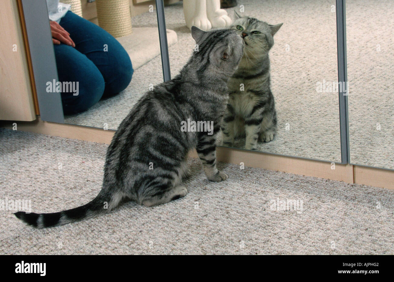 British Shorthair Cat tomcat nero argento classico nella parte anteriore dello specchio Foto Stock