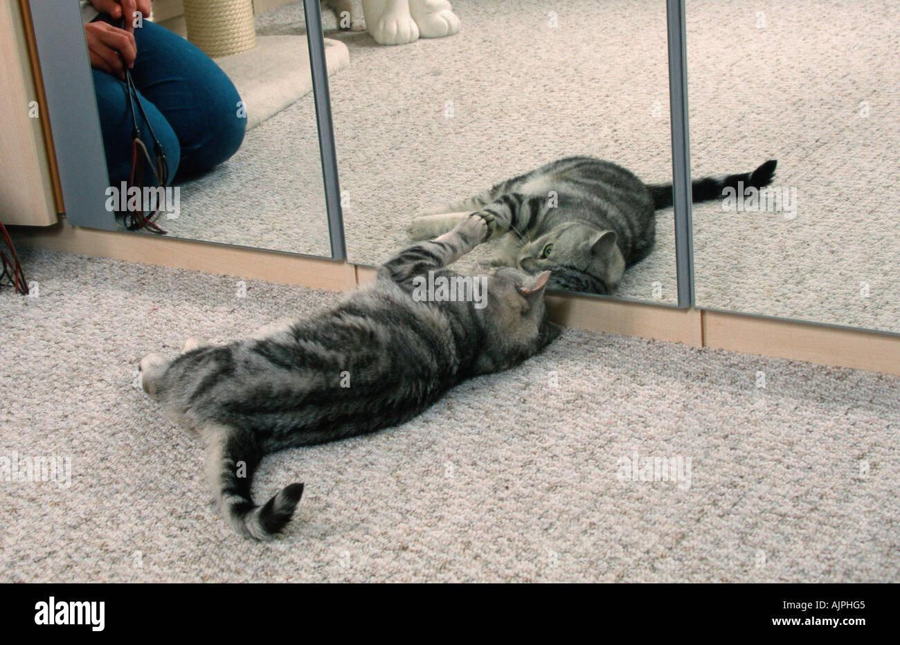 British Shorthair Cat tomcat nero argento classico nella parte anteriore dello specchio Foto Stock