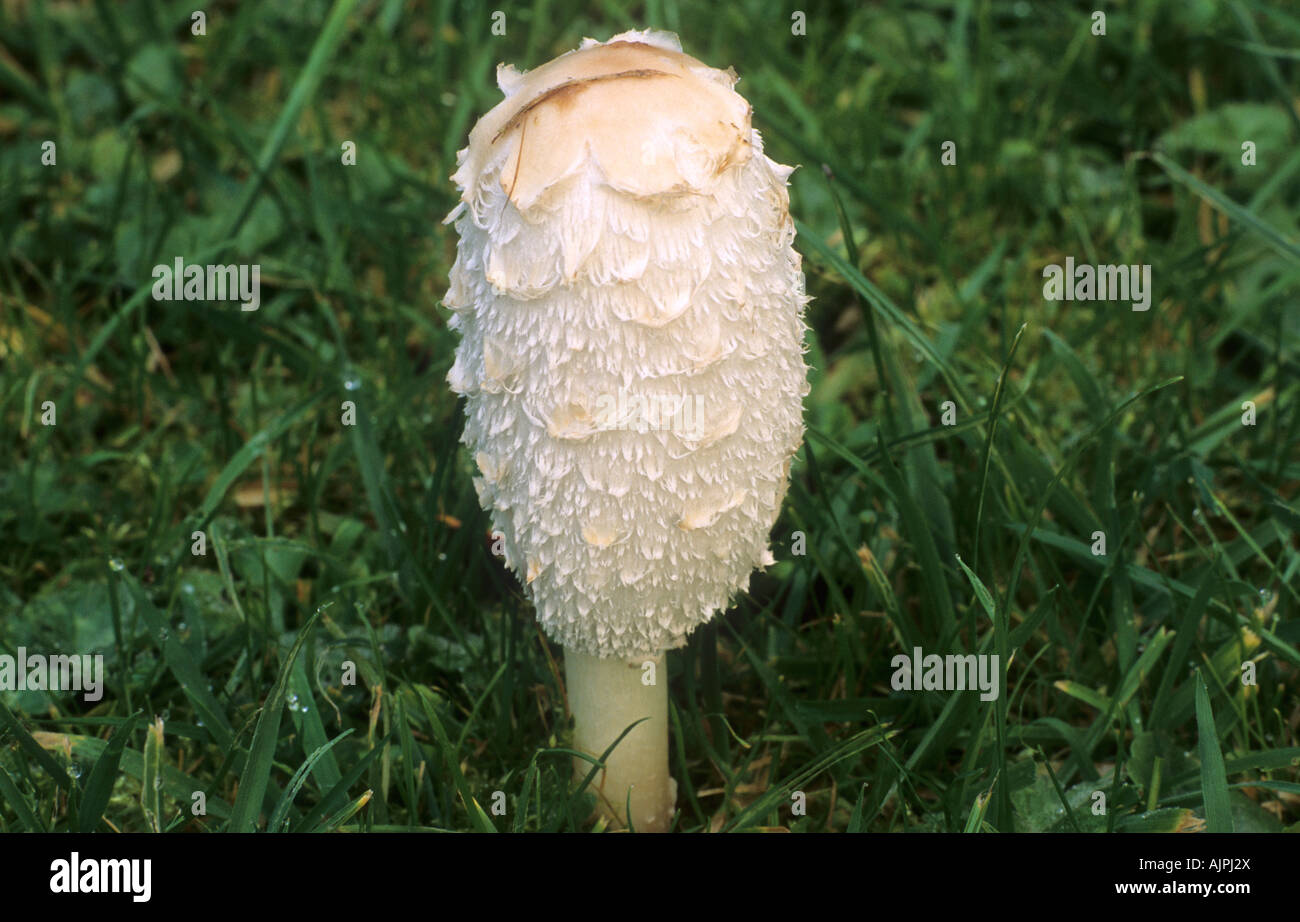 Cap di Shaggy dell'inchiostro Foto Stock