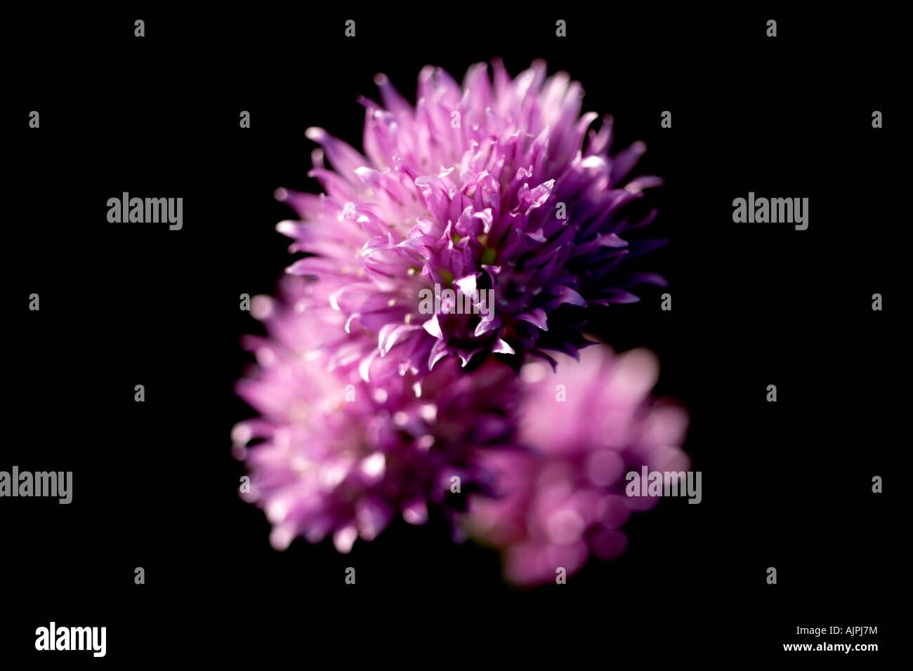 Erba cipollina: Fiori di erba cipollina illuminati (Allium Schoenoprasum) catturati di fronte ad un angolo ombreggiato nel Giardino delle Erbe. Foto Stock