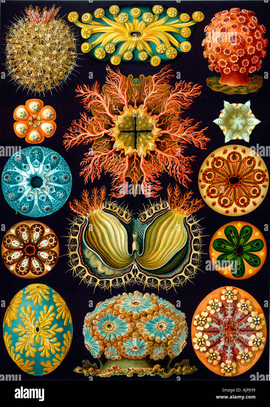 Un'immagine a colori che illustra Ascidiacei da Ernst Haeckel la ''Kunstformen der Natur'' Foto Stock