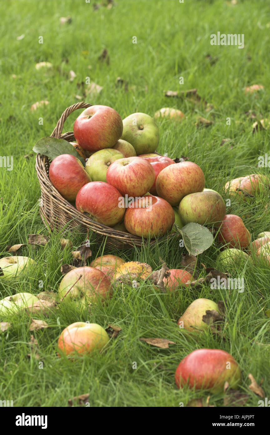 Manna mele nel cestello fra l'erba sotto agli alberi Foto Stock