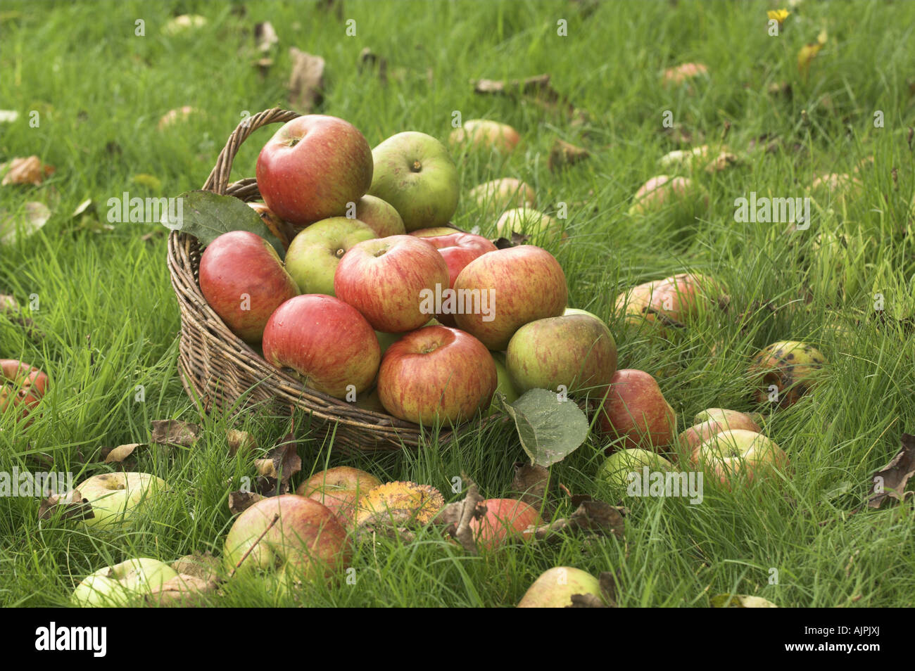 Manna mele nel cestello fra l'erba sotto agli alberi Foto Stock