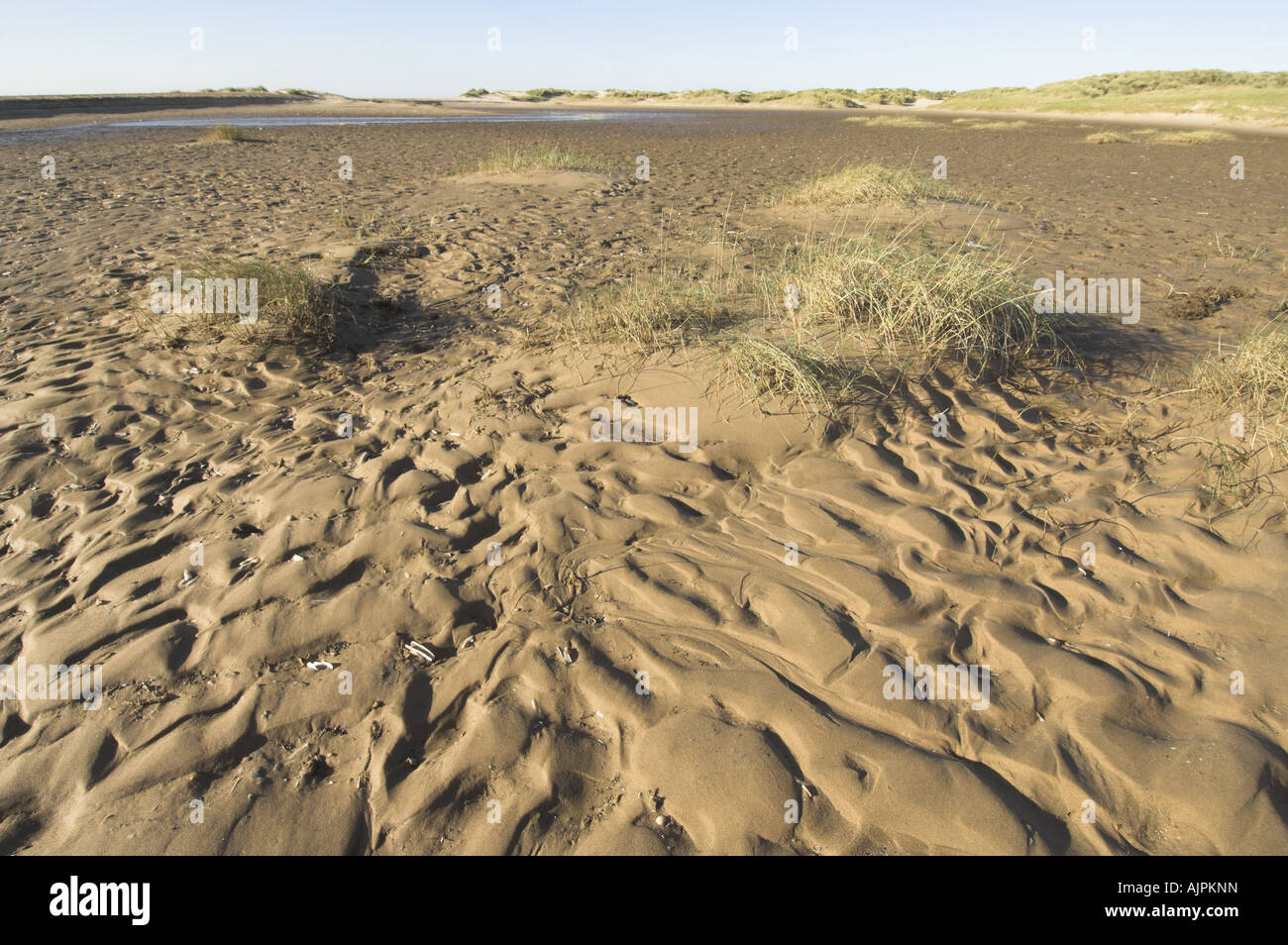 Mare gramigna sul pionieristico di dune, Norfolk, Inghilterra, Regno Unito Foto Stock