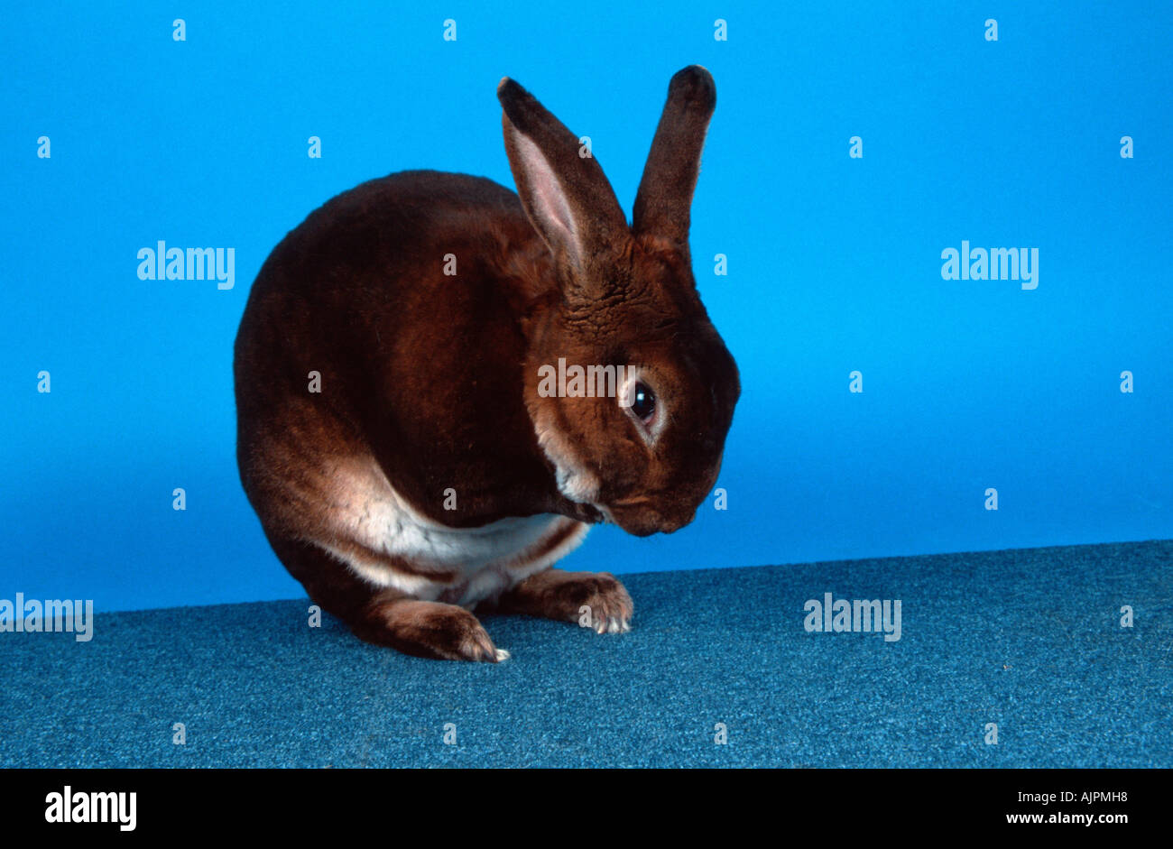 Castor Rex Rabbit Foto Stock