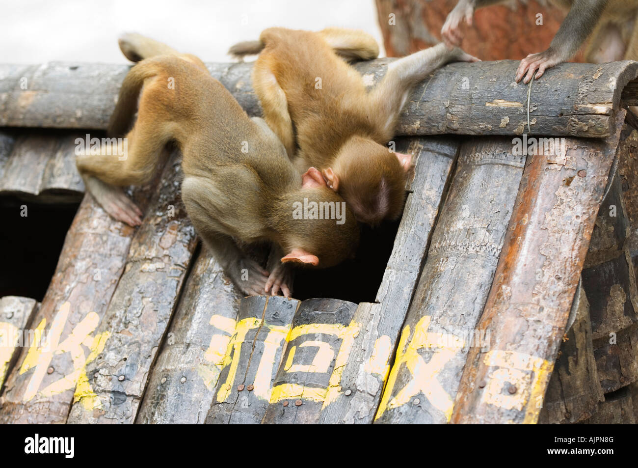 Monkey Island research park Provincia Hainan in Cina Asia Foto Stock