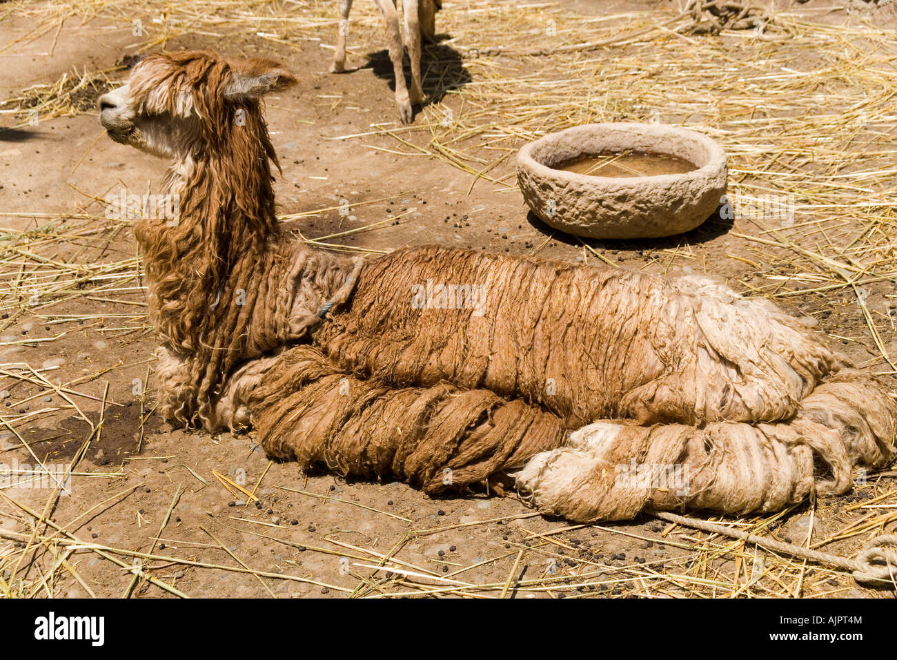 Llama a radici andina Eco Villaggio all'Inca Utama Hotel in Huatajata sulle rive del lago Titicaca, Bolivia Foto Stock