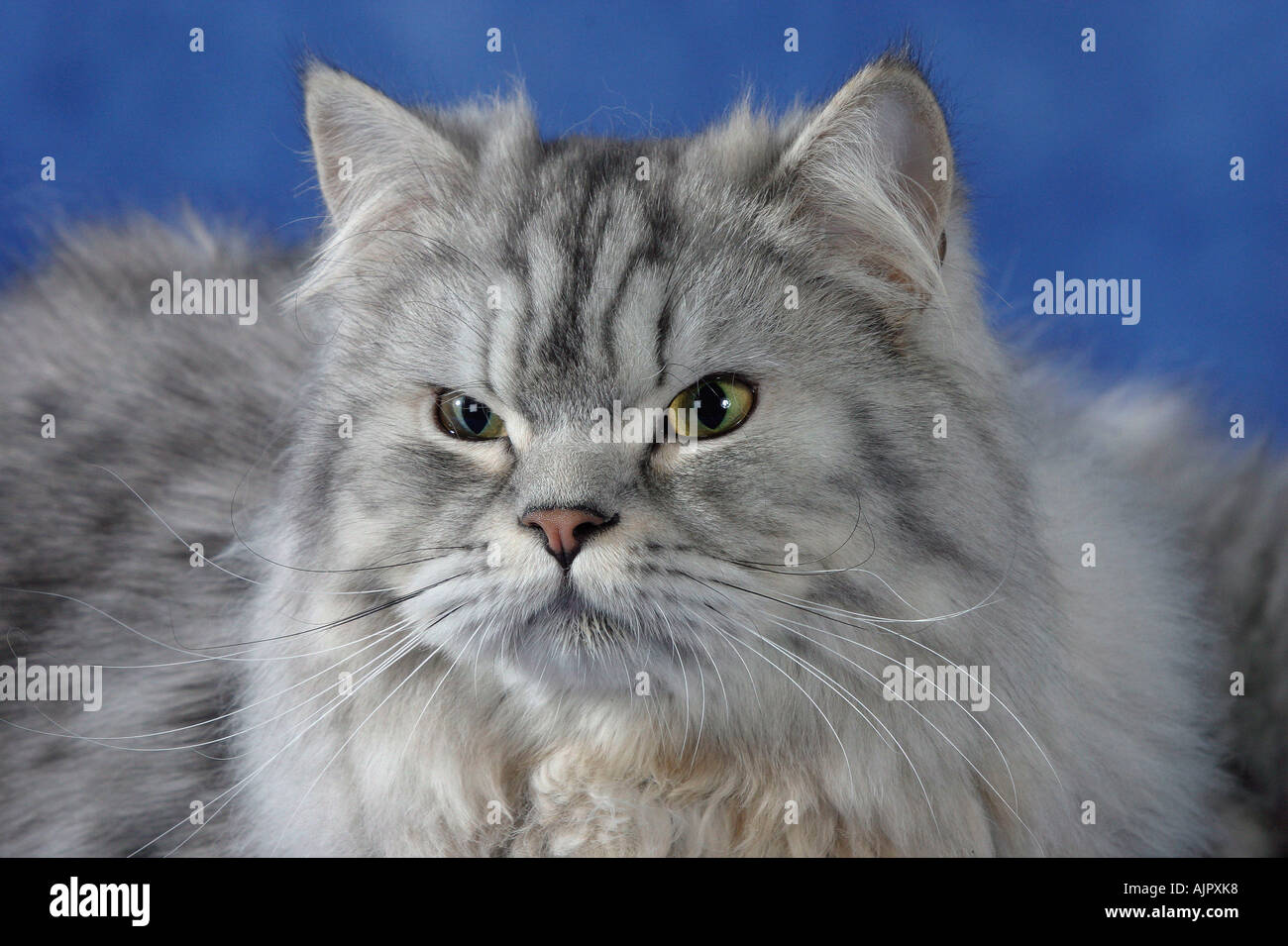 Gatto persiano silver tabby Foto stock - Alamy