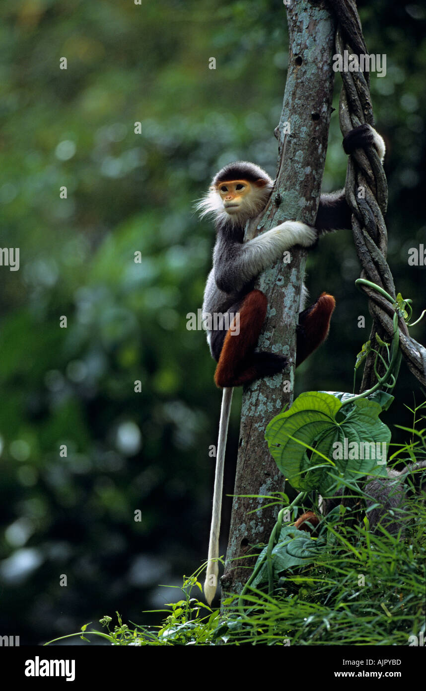 Rosso-shanked Douc Langur Pygathrix nemaeus nemaeus, Captive Foto Stock