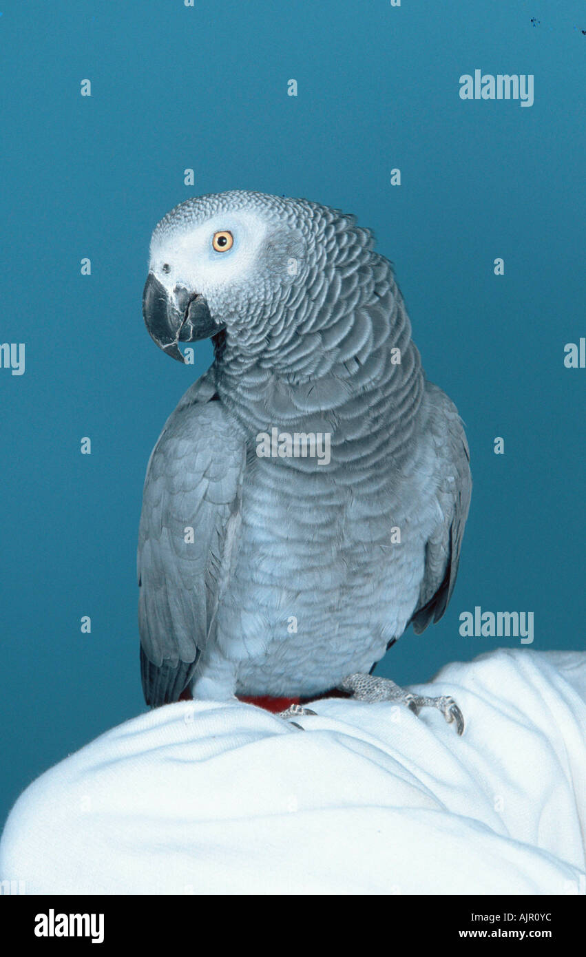 Pappagallo grigio Psittacus erithacus erithacus Foto Stock