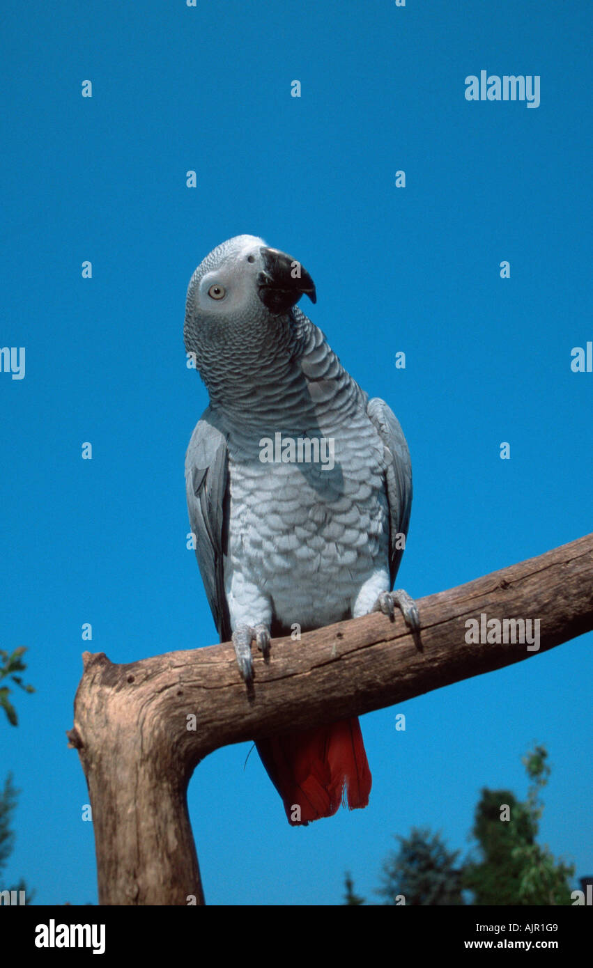 Pappagallo grigio Psittacus erithacus erithacus Foto Stock