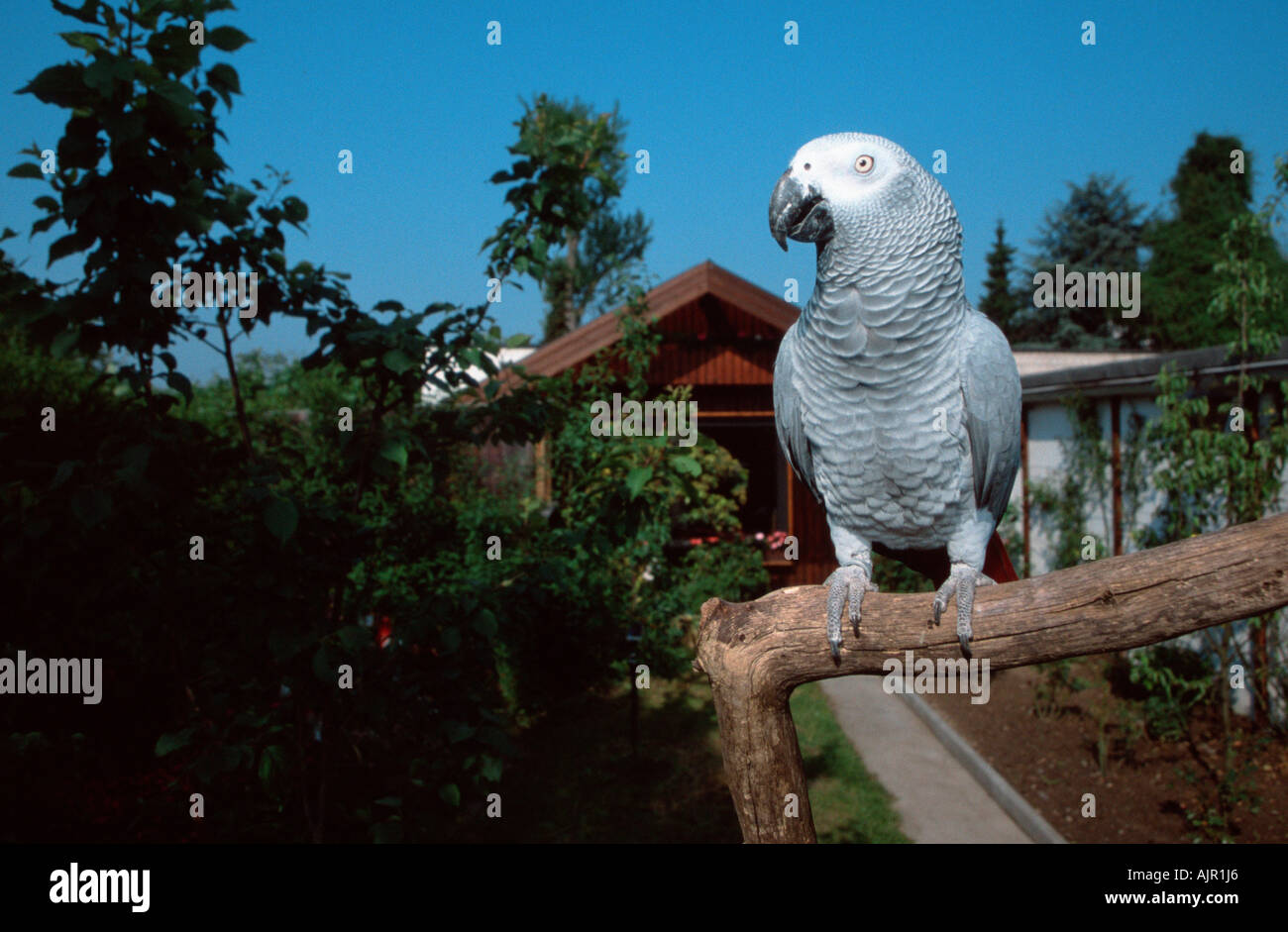 Pappagallo grigio in giardino Psittacus erithacus erithacus Foto Stock