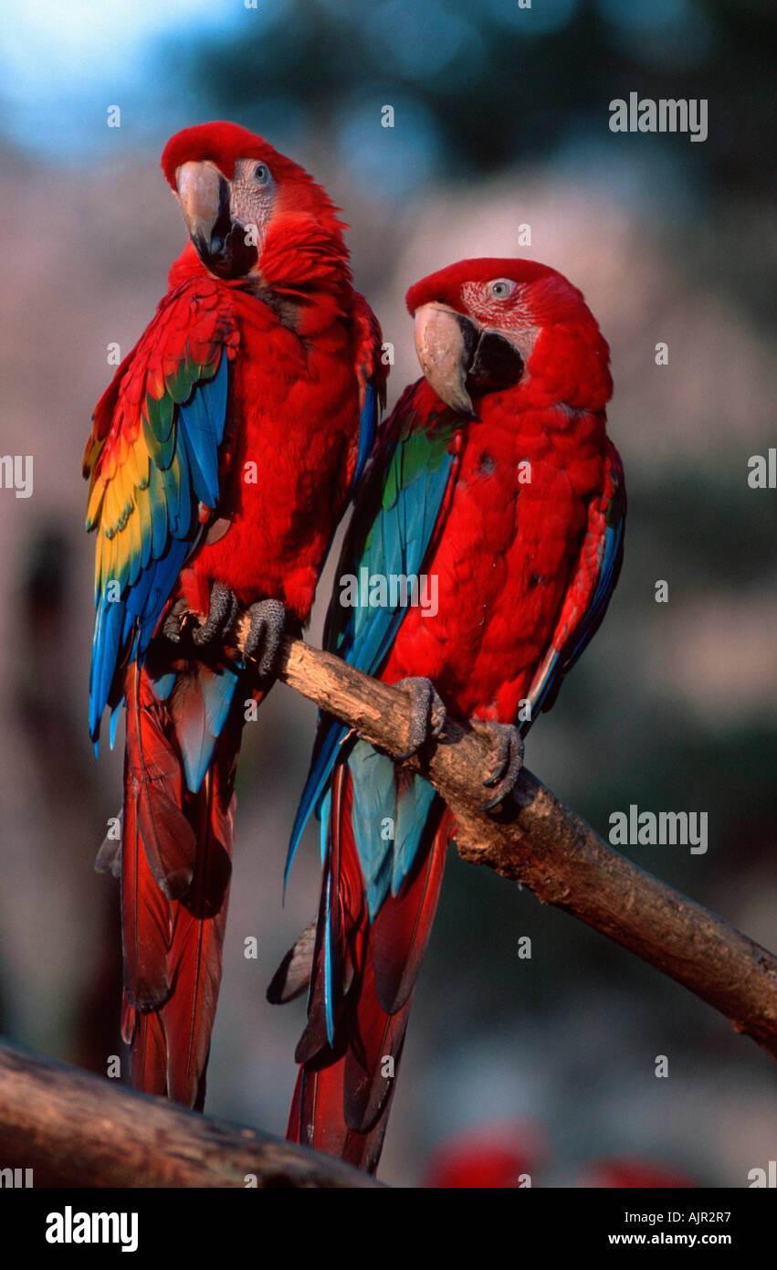 Scarlet Macaw e Green winged Macaw Ara macao Ara chloroptera Foto Stock