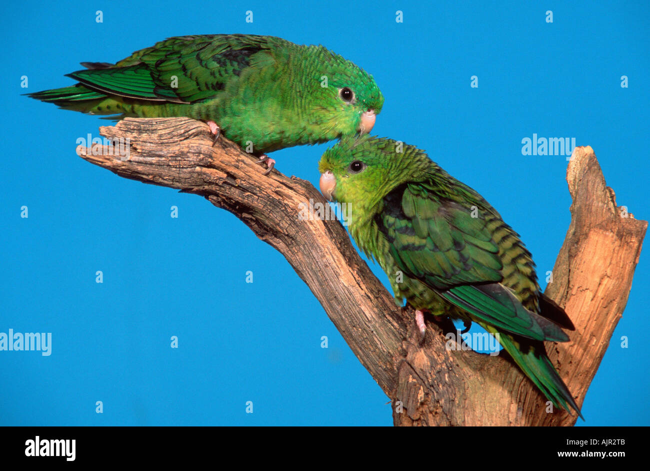 Lineolated cocorite coppia Bolborhynchus lineola Foto Stock