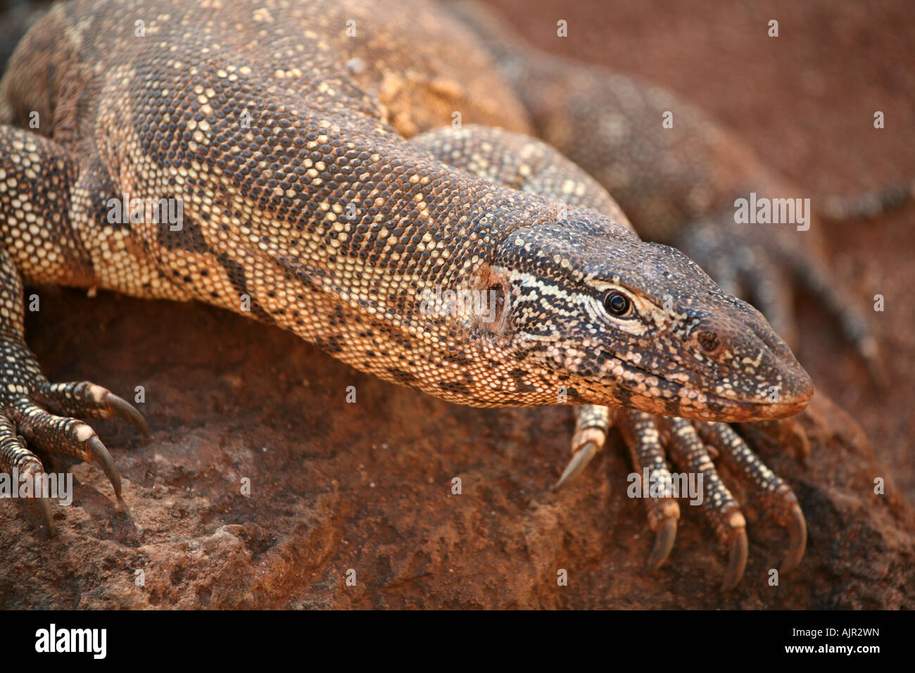 Monitor del Nilo vicino fino Foto Stock