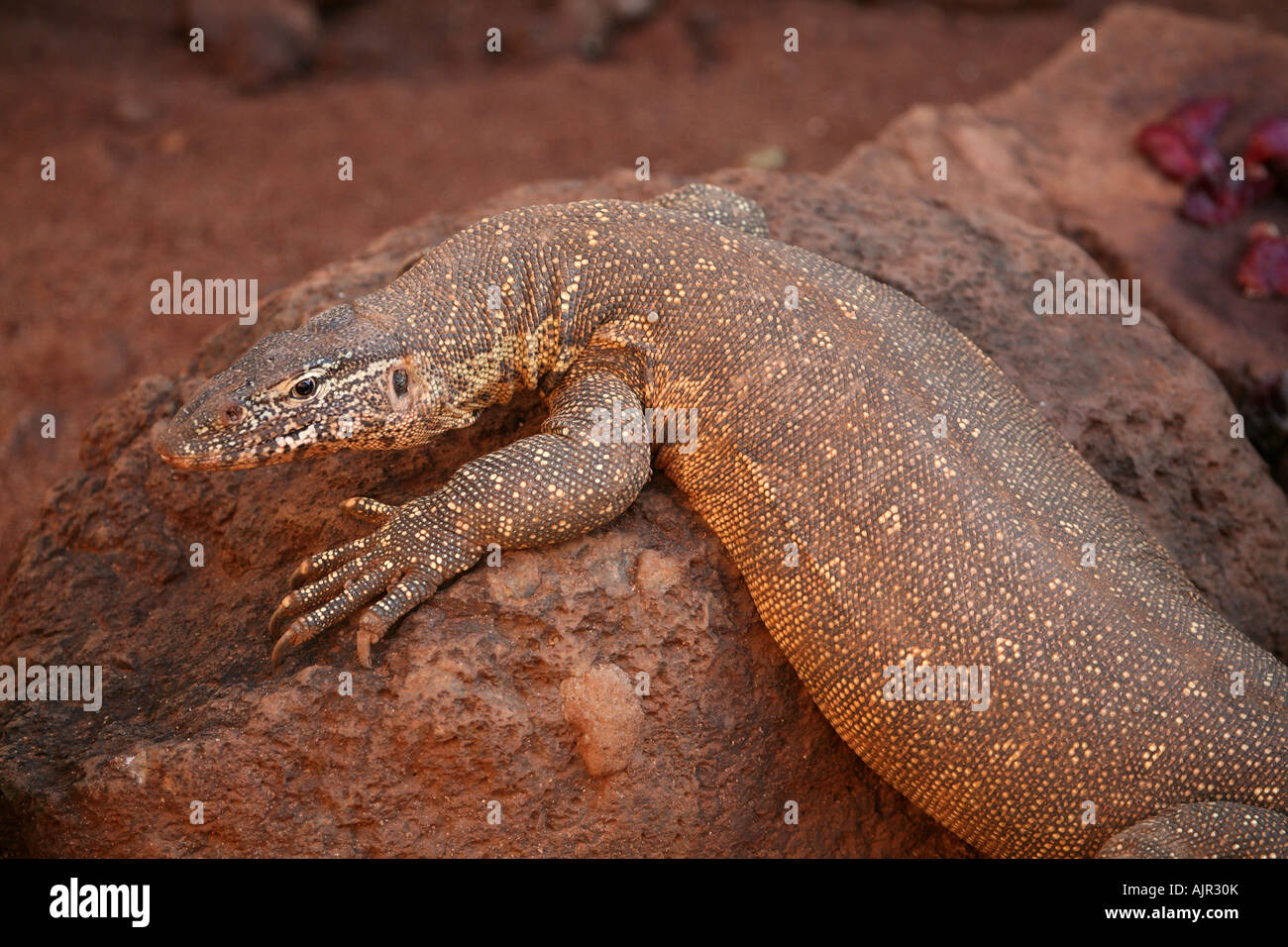 Monitor del Nilo vicino fino Foto Stock