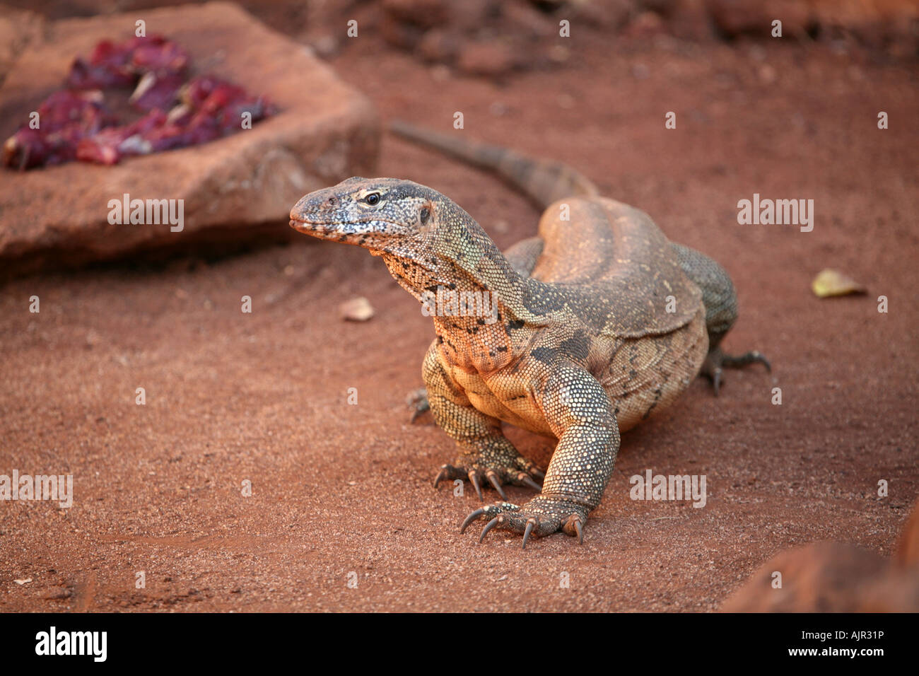 Monitor del Nilo a piedi Foto Stock