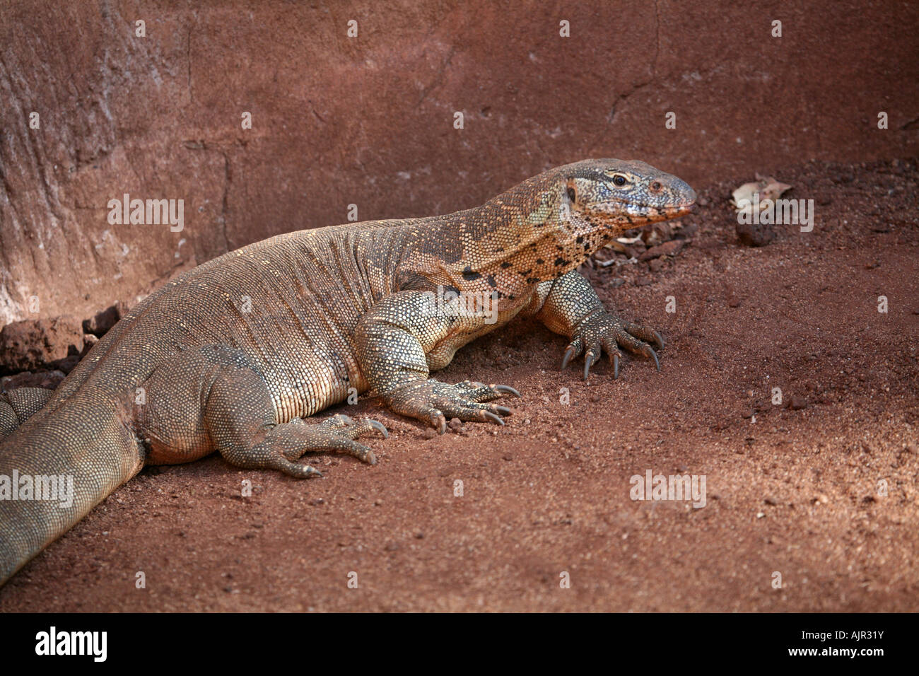 Monitor del Nilo vicino in appoggio Foto Stock