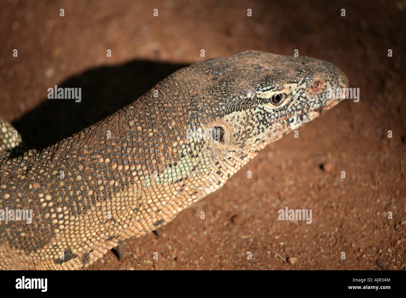 Monitor del Nilo vicino fino Foto Stock