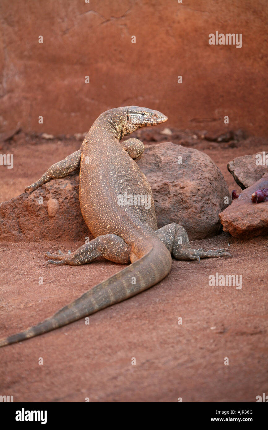 Varano del Nilo Foto Stock