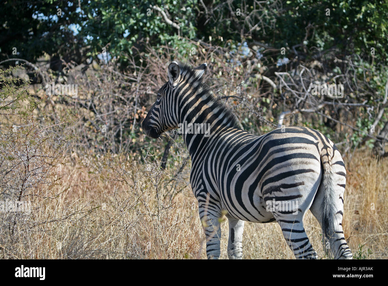 Zebra pianure nella boccola Foto Stock