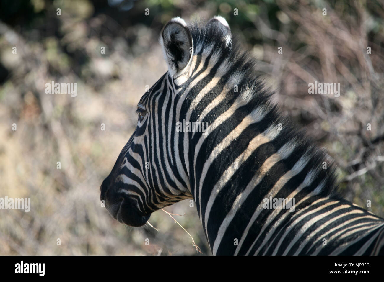 Zebra vicino il colpo di testa Foto Stock