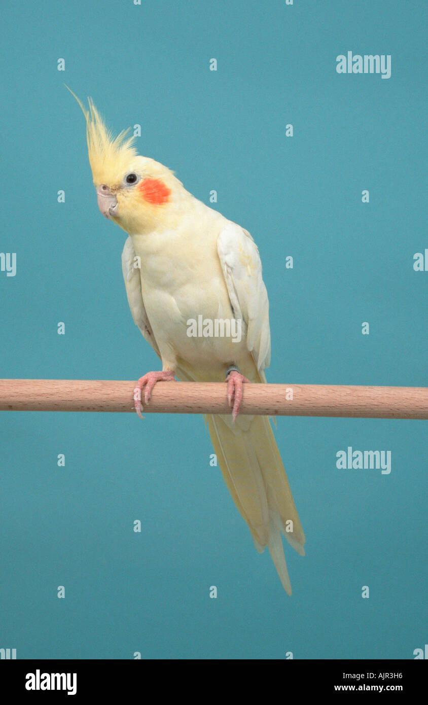 Femmina Cockatiel Nymphicus hollandicus Foto Stock