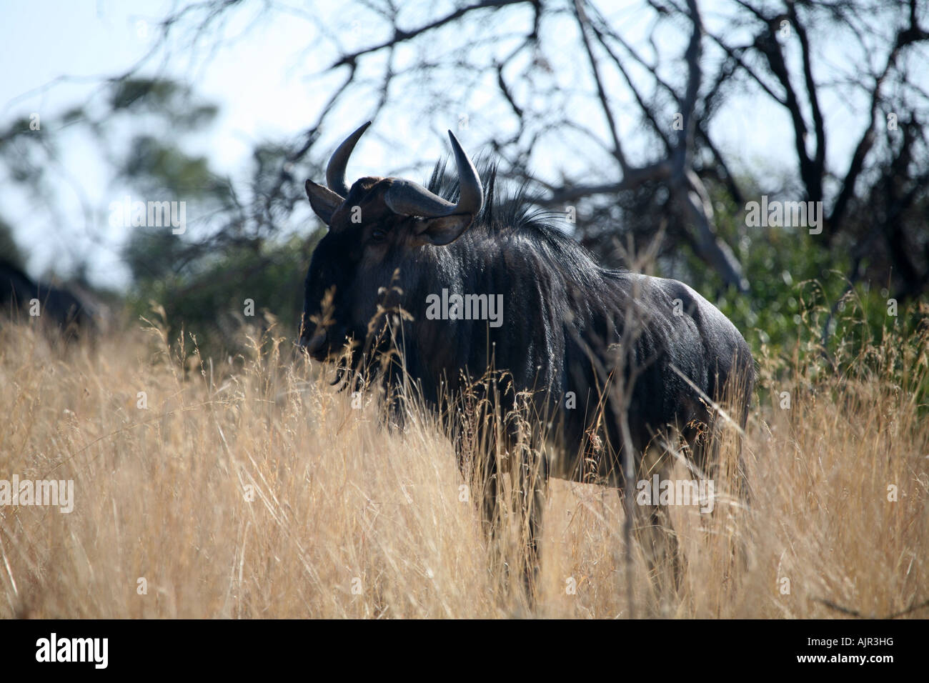Blue Gnu guardando a voi Foto Stock